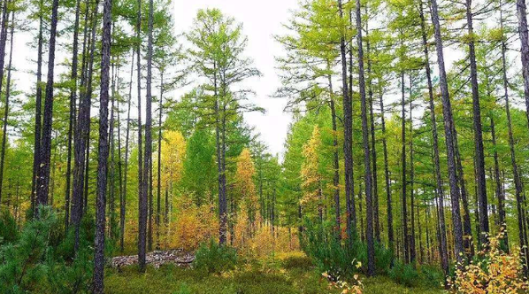 到2025年 山西将完成修复75万亩天然林