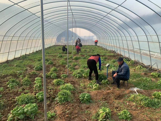 爱心助农抵御严寒 数万斤果蔬搭上快车