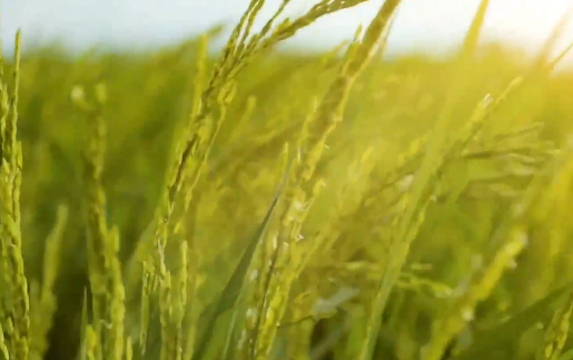 公益微视频｜珍惜粮食，你我有责