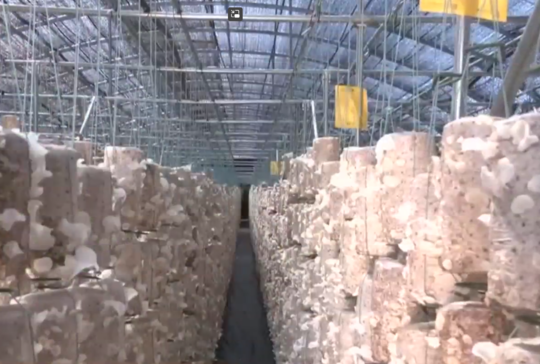 吕梁：皎白木耳温如玉 菌中美人喜丰收