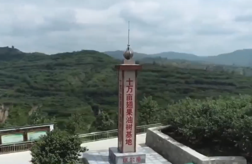 乡宁：科技公司助力传统种植 翅果油树越长越旺