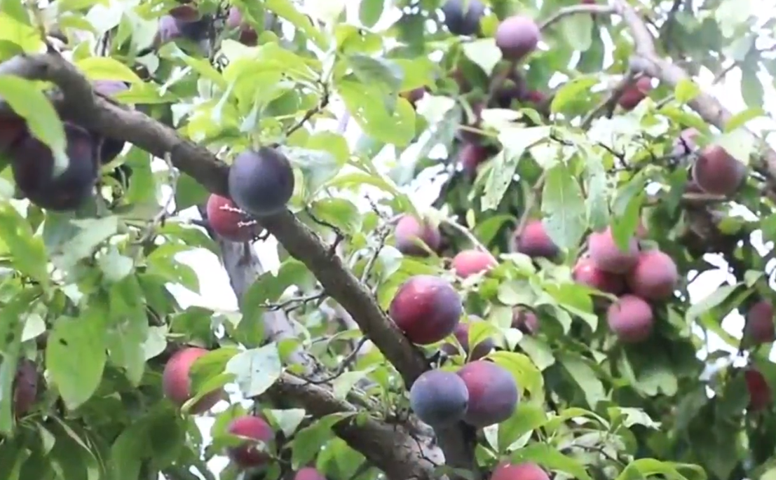 果蔬飘香季 丰收正当时