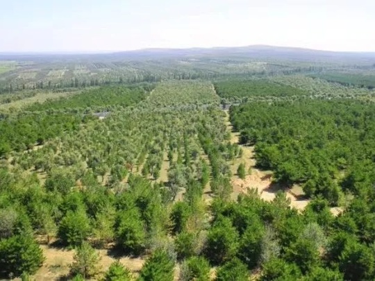 “三北”绿染三晋