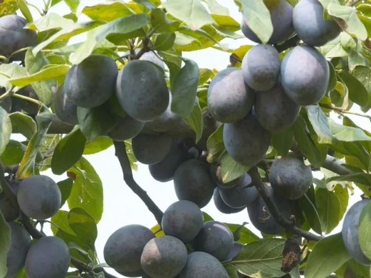 来泽州！享受秋天的“多巴胺”水果盛宴~