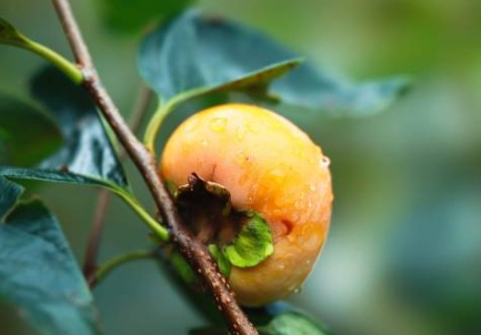 文化中国行·寒露 | 枫艳菊黄岭南秋，蔗熟姜香岁物收