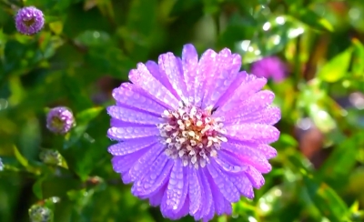 文化中国行丨二十四节气·寒露 白云红叶 菊有黄华