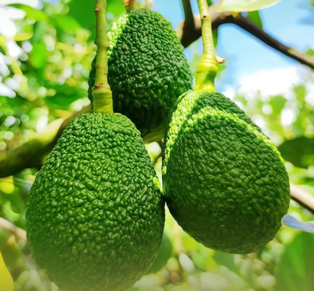 关键词读懂“十五五”丨农业现代化激活“新果盘”，“超级水果”缘何飞入寻常百姓家