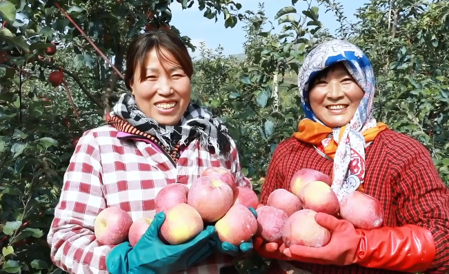 【迈向“十五五”的发展图景】农业科技入脑 冬季鲜果富民