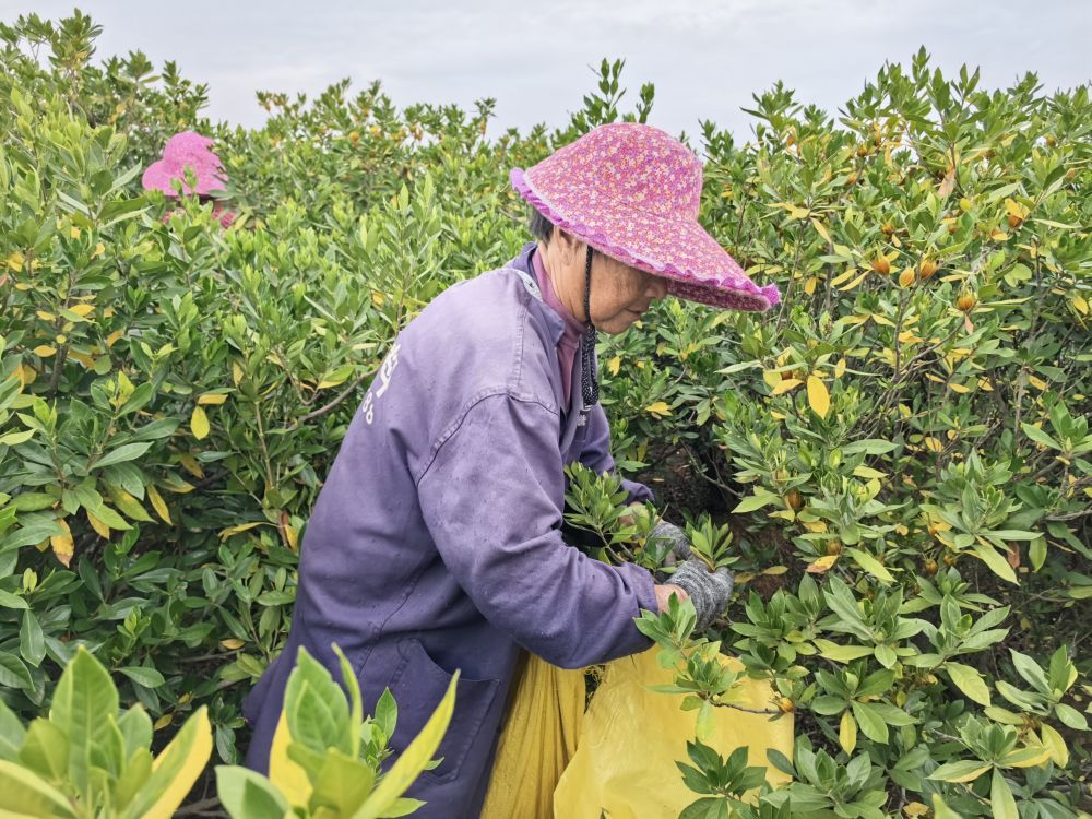 四中全会精神在基层 | “三股绳”拧成一道力