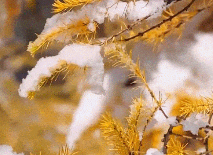 文化中国行丨二十四节气·立冬 在沉静中孕育下一场春暖花开