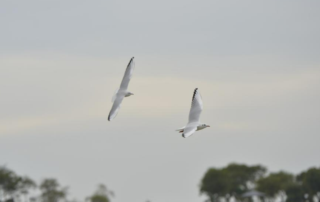 四中全会精神在基层丨太湖新生记：一湖清水的绿色攻坚战