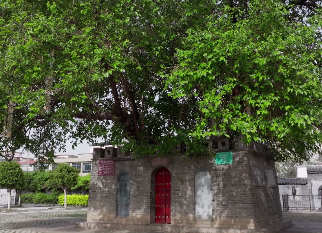 一座城能有多小？城里只长着一棵树