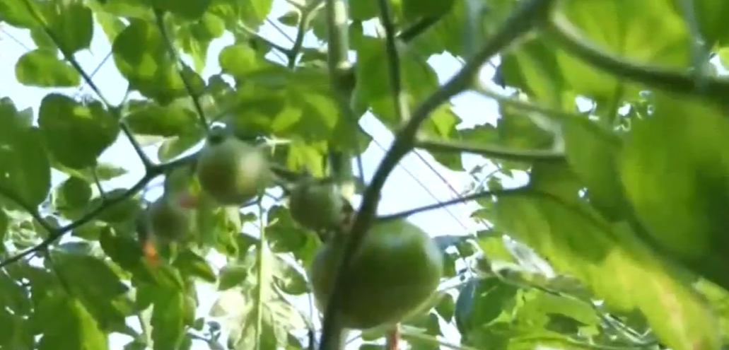 【四中全会精神在基层】冬闲变冬忙 晋北大棚撑起“热气腾腾”好日子