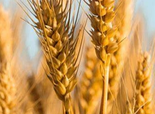 【共树节约风尚——全链条制止餐饮浪费进行时】忻州：拒绝浪费从“舌尖”到“心间”