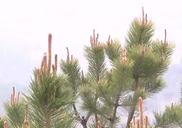 【安全为天 责任如山】我省各地严防严控森林草原火灾风险