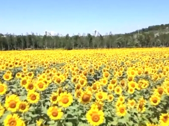 文化中国行丨二十四节气·立秋 暑气犹未消 蝉已试秋声