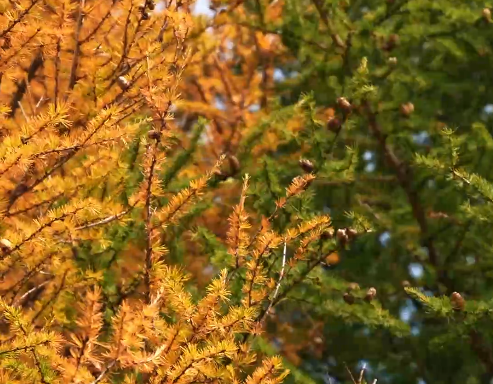 文化中国行丨今日感知非遗节气之美 平分这场人间秋色
