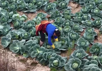 “十五五”开好局起好步丨奋发进取 绘就乡村振兴新图景