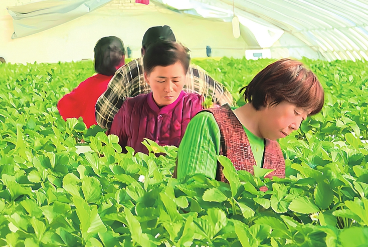 “绿”动沃野 向优而行