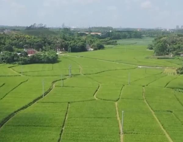 一习话·迈向“十五五”|“加快农业农村现代化步伐”