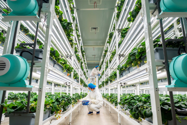 晶采观察丨连续14年指导“三农” 中央一号文件 释放“十五五”开局之年哪些“新信号”？