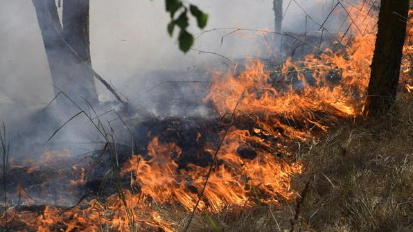 全国安全生产和森林草原防灭火视频会议强调 纵深推进安全生产治本攻坚 严密防范森林草原火灾风险
