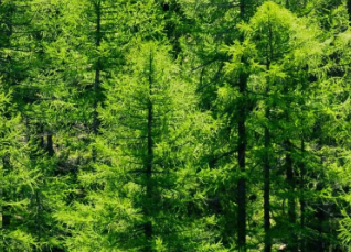 晋中：以“顶格标准”决战森林草原防火“特险期”