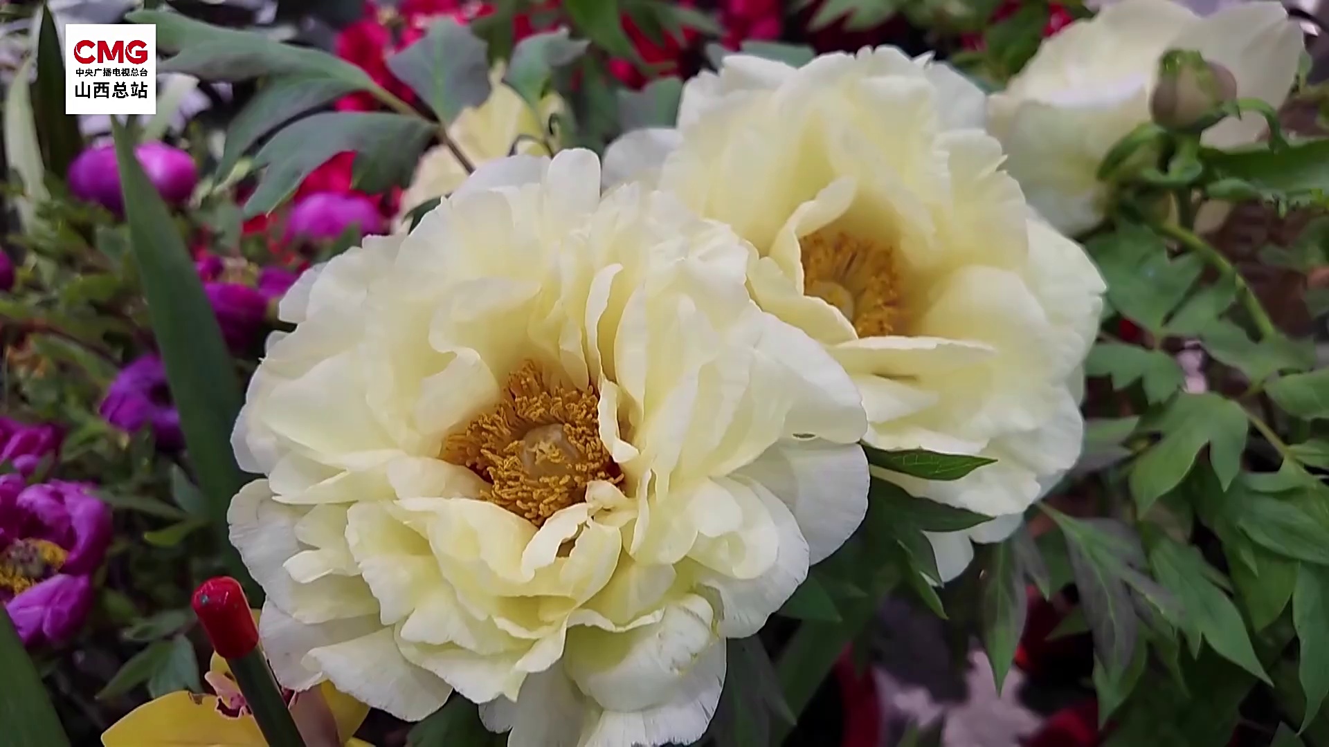 植物园里过大年 感受春日生机盎然
