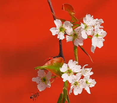 文化中国行·联播一瞬丨双份惊喜！春分遇上“龙抬头”