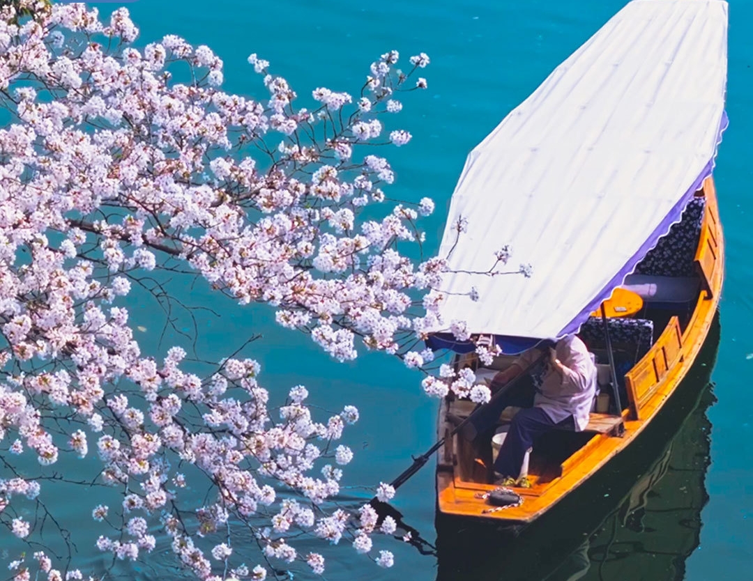 文化中国行·联播一瞬丨古诗词中的春日美景，藏不住了