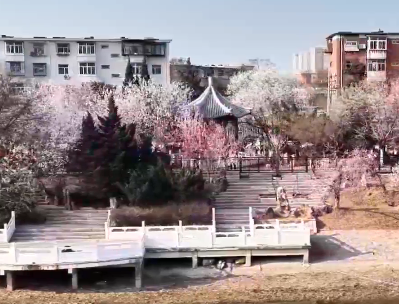 60''飞阅中国｜大运河畔桃花开