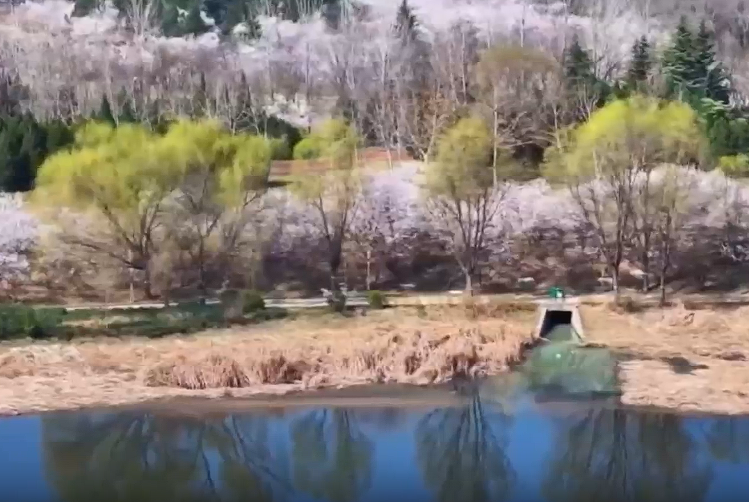 春来花似锦 处处是芳菲