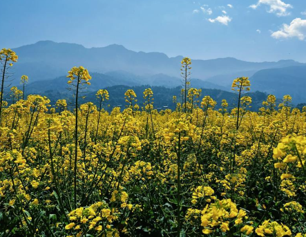 不负春光！全国踏青舒适度地图来了