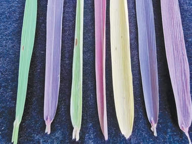 亩产值过万元的稻米，长什么样？