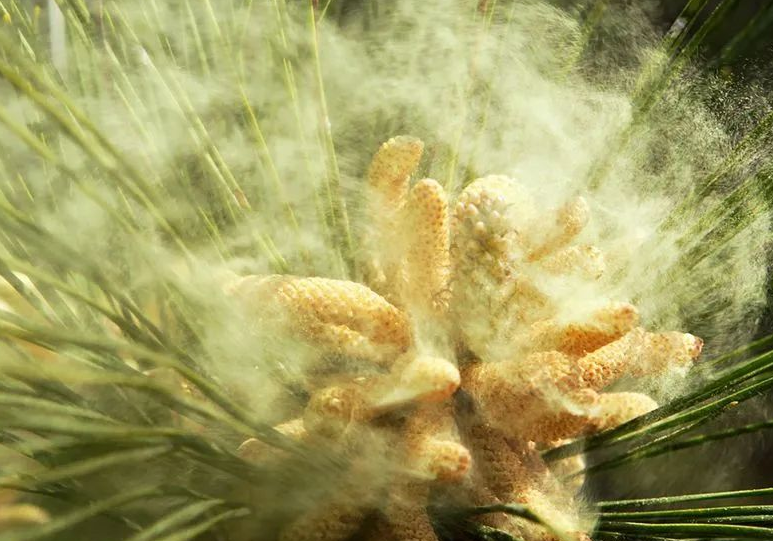 省卫生健康委多举措做好春季花粉过敏防治工作