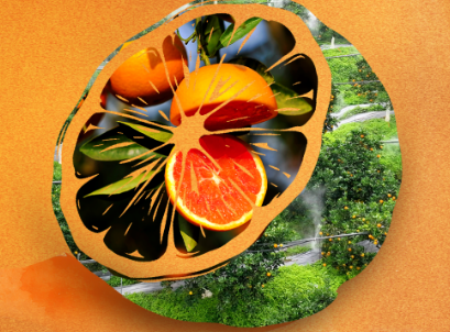 智护橙园，甜润春日经济