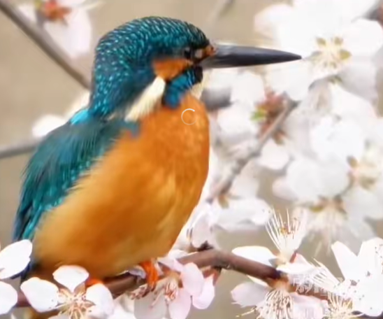 桃花朵朵开，翠鸟闹春来