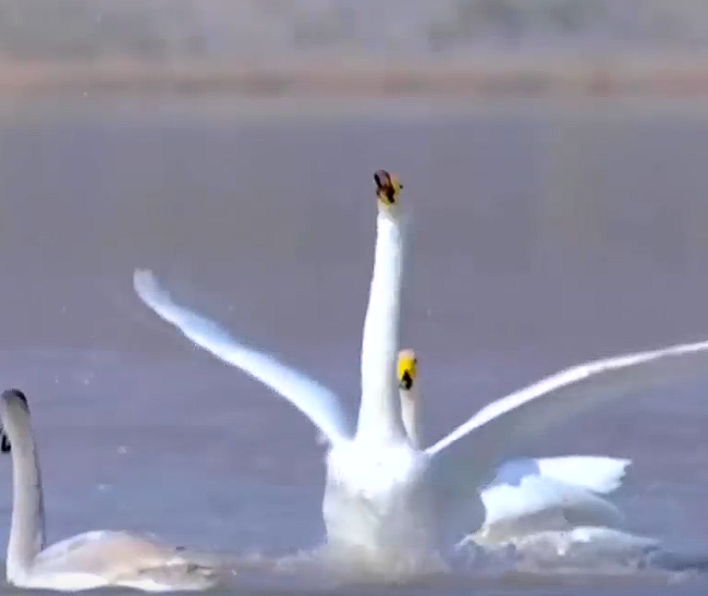 【保护生物多样性】晋城：泫水湖迎来天鹅蹁跹起舞