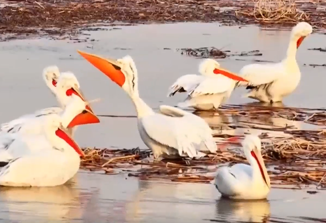 卷羽鹈鹕连续13年到访大同桑干河