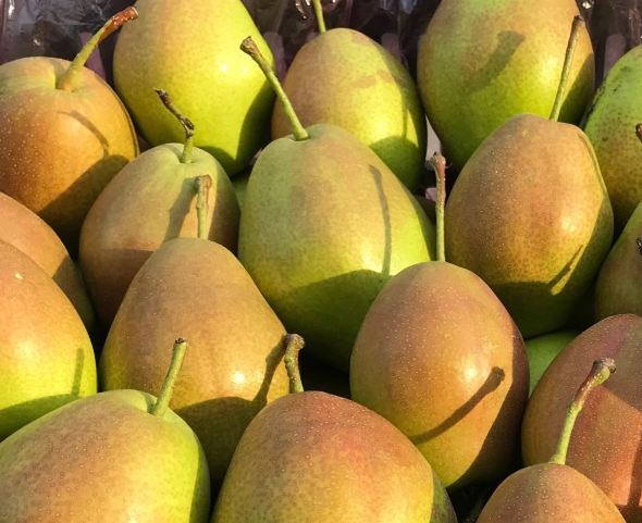 盐湖红香酥梨经营体系获国家级推介