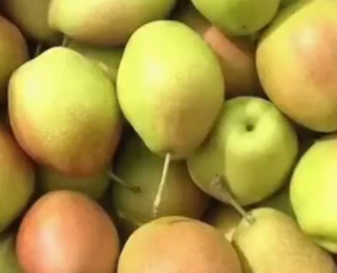 运城盐湖红香酥梨经营体系获国家级推介