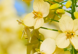 文化中国行·联播一瞬丨惊蛰：以春为序 向阳生长