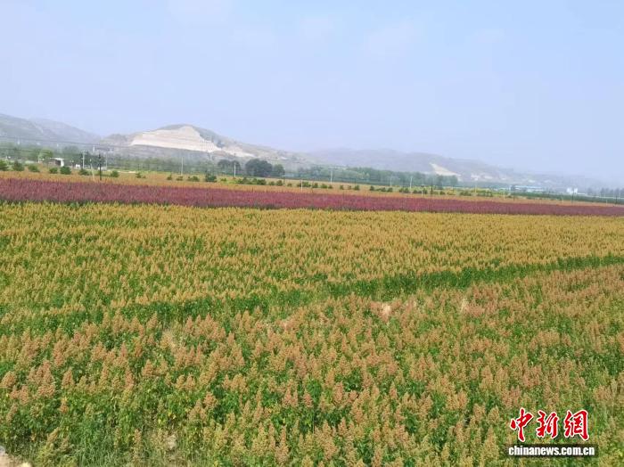 “小杂粮王国”山西靠什么打好“特”“优”牌？