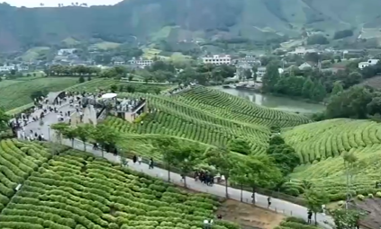 【文化中国行】一叶连古今 一茶和天下
