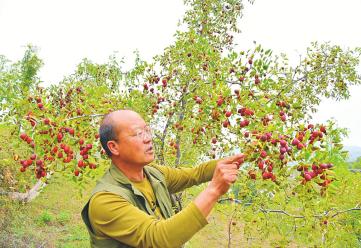 【晋品寻踪记】深挖道地资源禀赋，激活特优产业动能——吕梁酸枣：从野生散采奔向百亿级助眠大产业