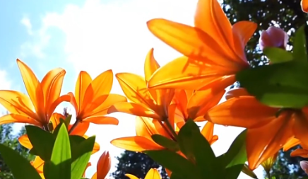 文化中国行丨二十四节气·夏至