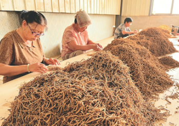 【晋品寻踪记】一株远志带火一条产业链——解读全国家种远志核心产区的“黄金密码”