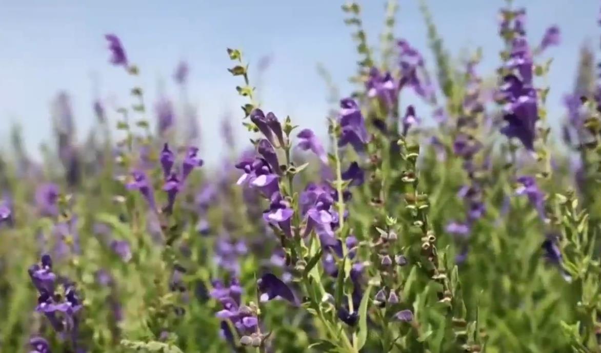 【晋品寻踪记】含量远超药典！绛县黄芩成药商“抢手货”