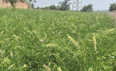 晋品寻踪记 | 苦参：黄土育深根 良药四海闻