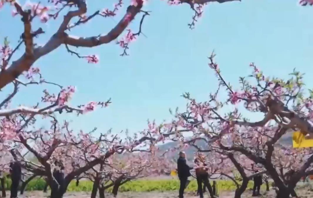 【晋品寻踪记】太谷：咱村有个“蟠桃园”（三）